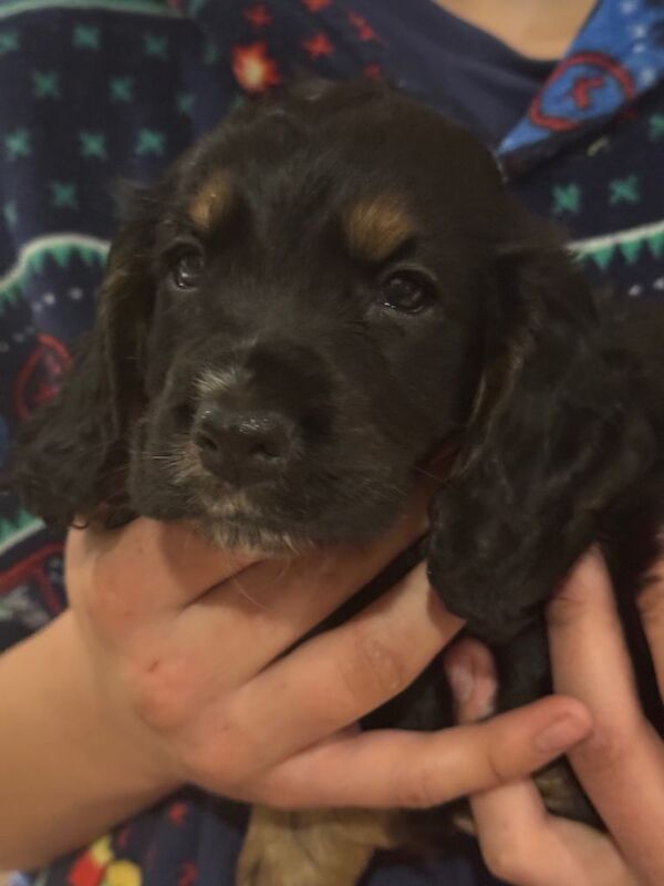 Cocker Spaniel puppies for sale in Ashford, Kent – KC registered, 6 weeks old - Image 4 of 4