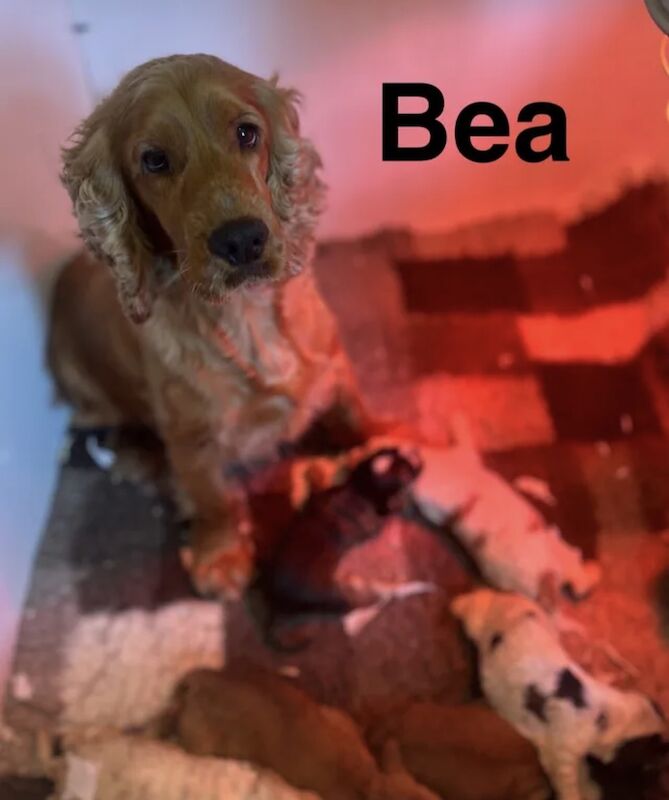 Beautiful cocker spaniel girl ready for a family