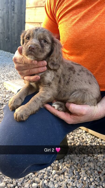 Beautiful cocker spaniel girls for sale in Oswaldtwistle, Lancashire