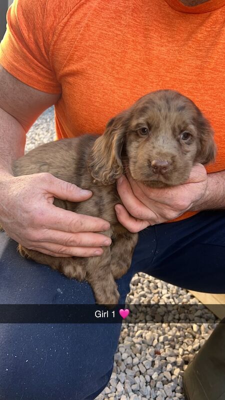 Cocker Spaniel puppies for sale in Oswaldtwistle, Lancashire – 1 year old - Image 3 of 3
