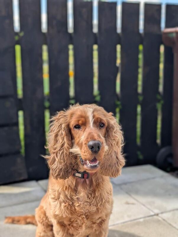 Beautiful Cocker Spaniel looking for a loving new home