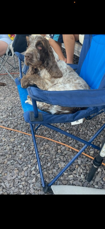 Beautiful Cocker Spaniel looking for a new loving home