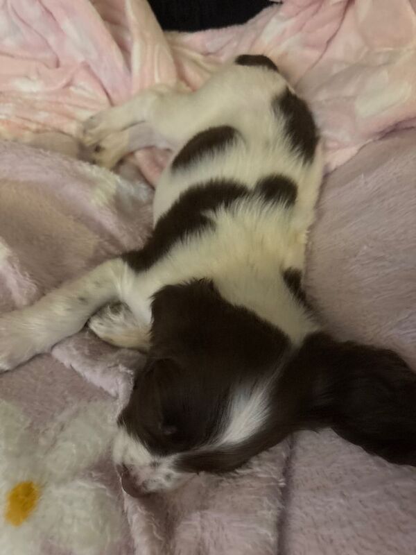 Beautiful cocker spaniel pup 450 Currently reserved! - Image 2 of 3