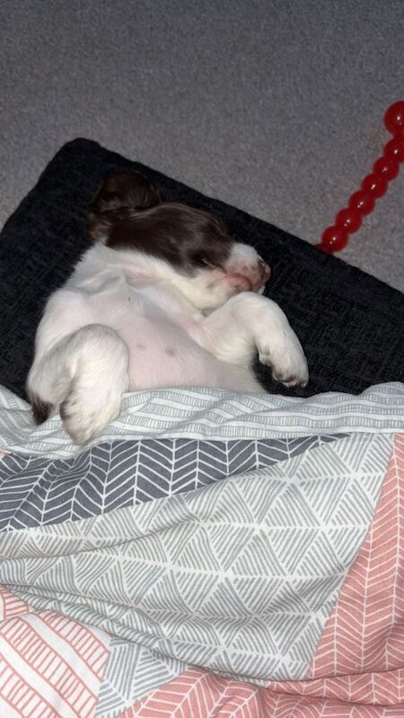 Beautiful cocker spaniel pup 450 Currently reserved! - Image 3 of 3