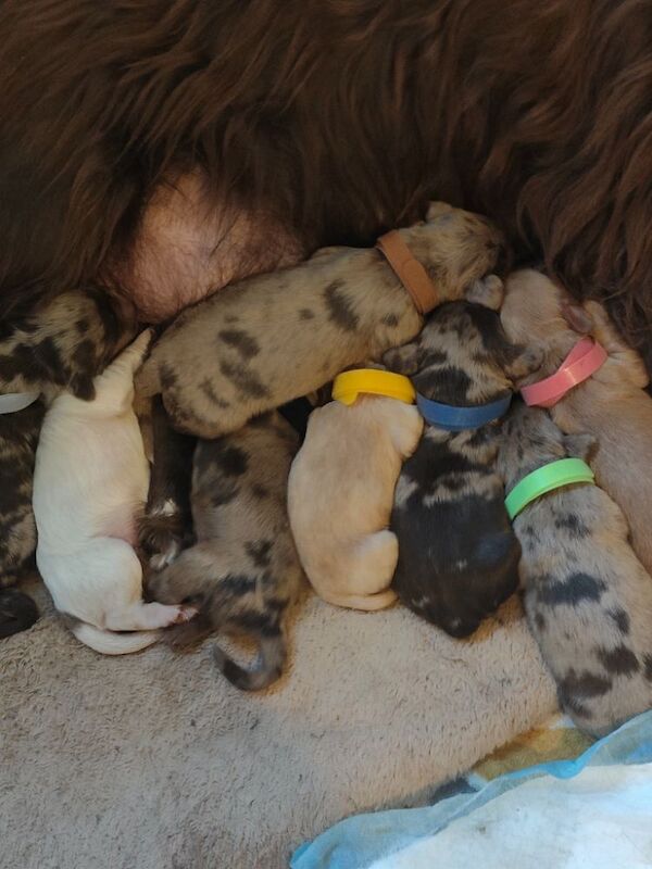 Beautiful cocker spaniel puppies