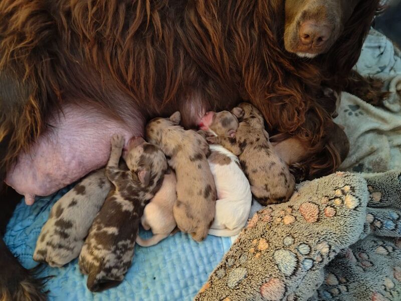 Beautiful cocker spaniel puppies - Image 2 of 5