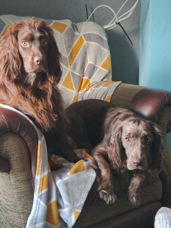 Beautiful cocker spaniel puppies - Image 3 of 5