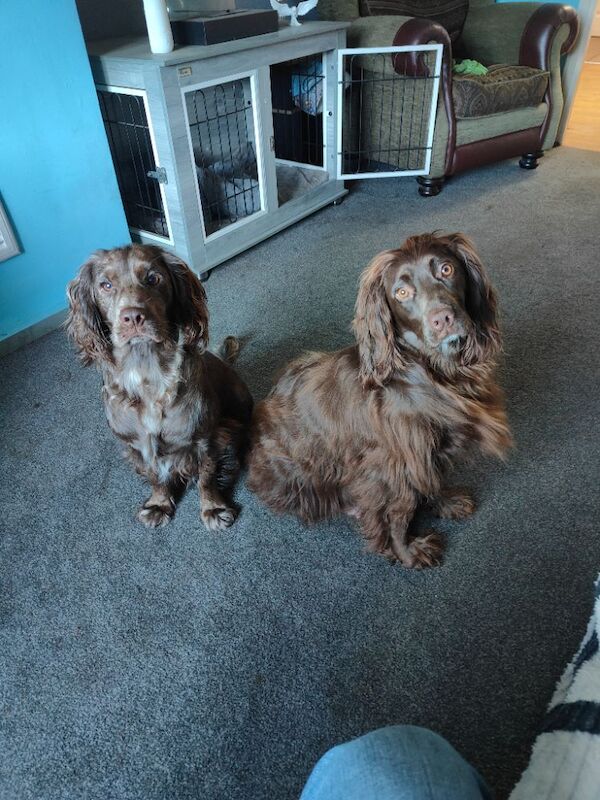 Beautiful cocker spaniel puppies - Image 4 of 5
