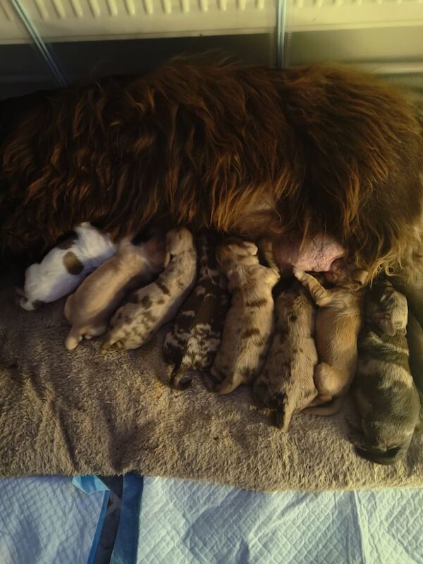 Beautiful cocker spaniel puppies - Image 5 of 5