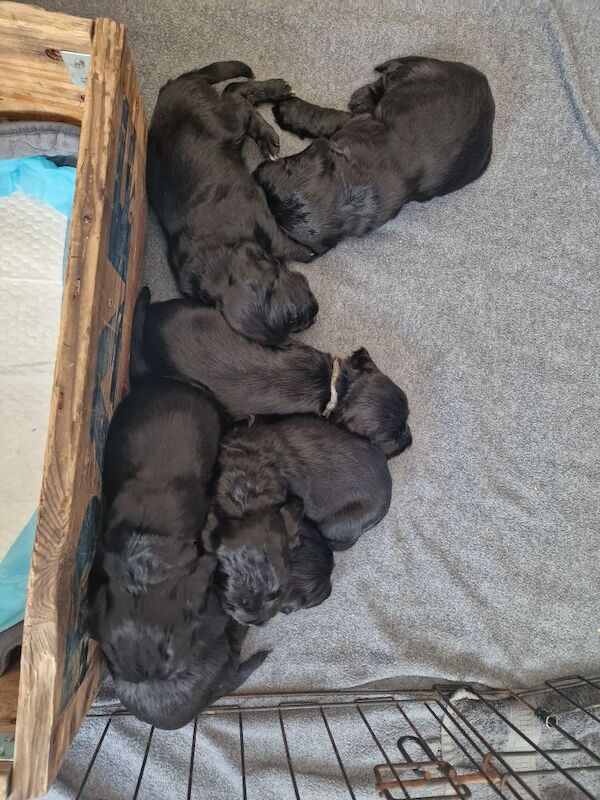 Beautiful Cocker Spaniel Puppies for sale in Gillingham, Dorset | Image 3