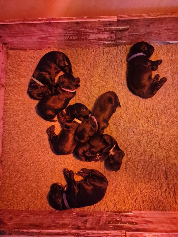 Beautiful Cocker Spaniel Puppies for sale in Gillingham, Dorset | Image 4