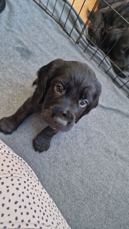 Beautiful Cocker Spaniel Puppies for sale in Gillingham, Dorset - Image 5