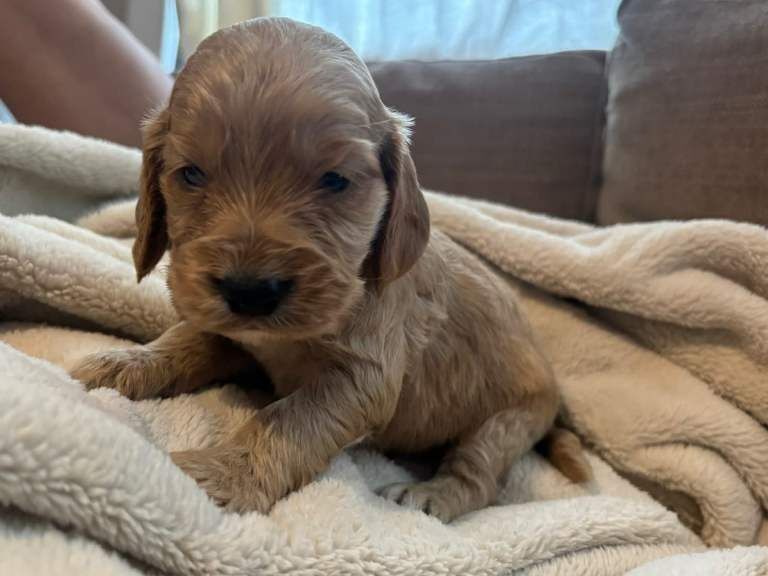 Cocker Spaniel Puppies For Sale