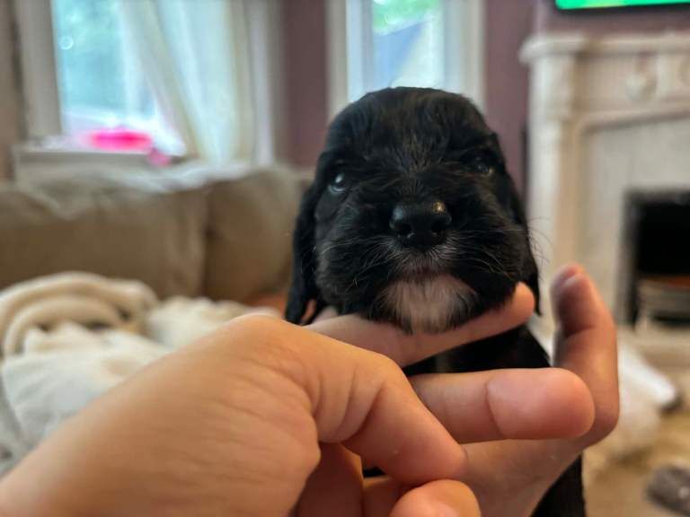 Beautiful Cocker Spaniel Puppies – 4 Boys & 2 Girls - Image 2 of 3