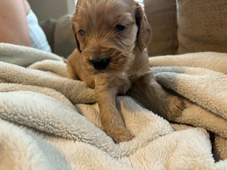 Beautiful Cocker Spaniel Puppies – 4 Boys & 2 Girls - Image 3 of 3