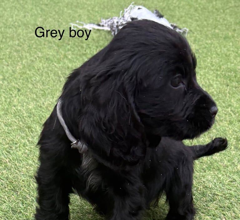 Beautiful cocker spaniel puppies for sale in Huntingdon, Cambridgeshire