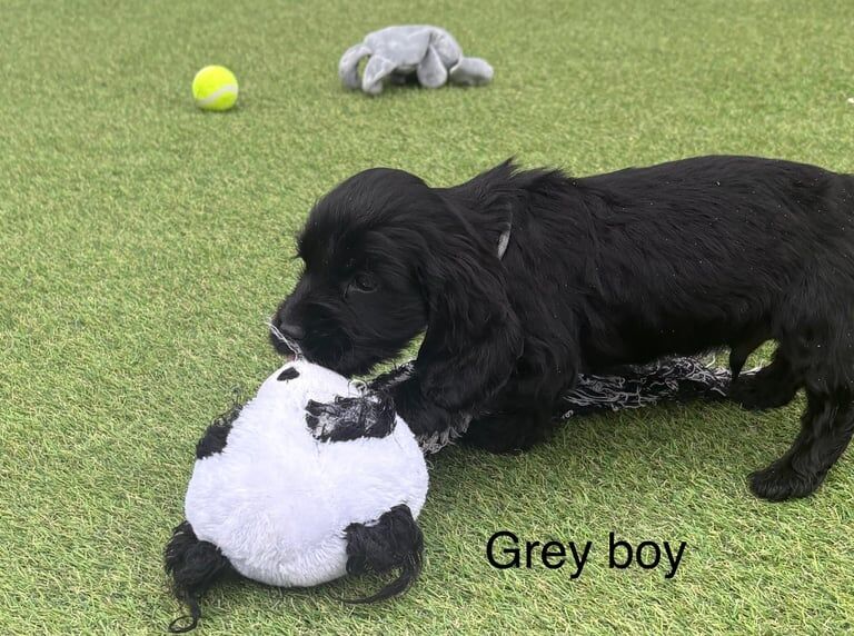 Cocker Spaniel puppies for sale in Huntingdon, Cambridgeshire – 10 months old - Image 2 of 3