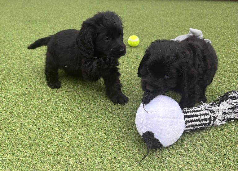 Cocker Spaniel puppies for sale in Huntingdon, Cambridgeshire – 10 months old - Image 3 of 3