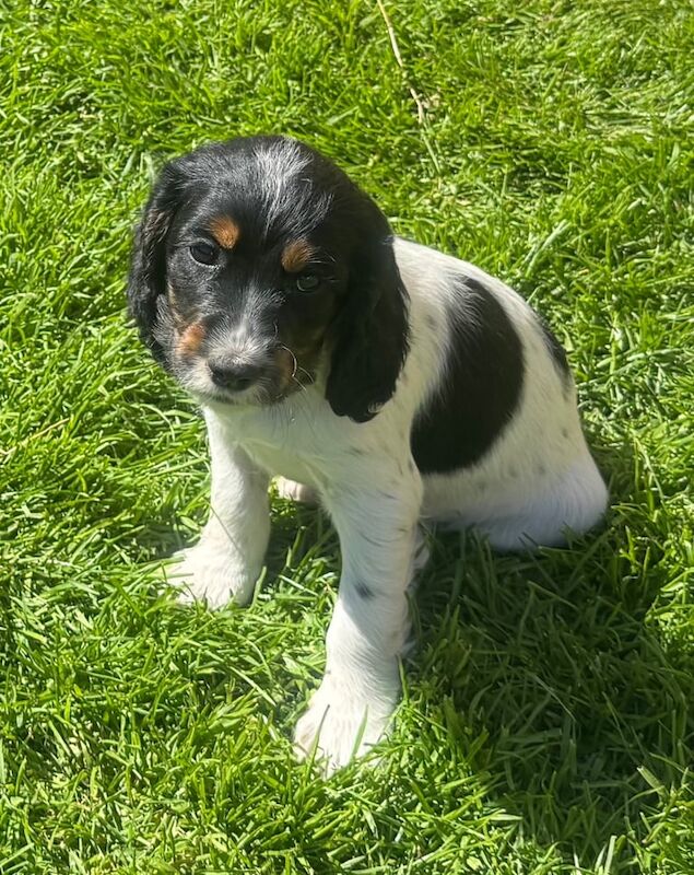 Beautiful cocker spaniel puppies for sale in Pontypool / Pont-y-pŵl, Gwent | Image 2
