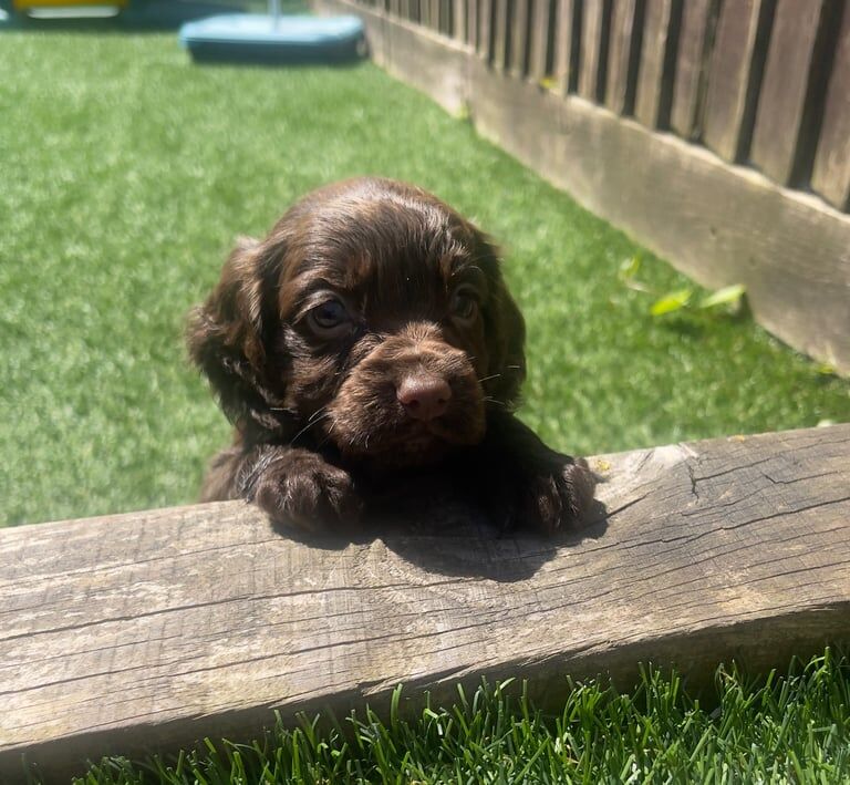 Beautiful cocker spaniel puppies for sale in Pontypool / Pont-y-pŵl, Gwent | Image 2