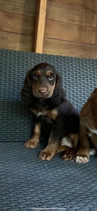 Cocker Spaniel puppies for sale in Romsey, Hampshire – 11 weeks old