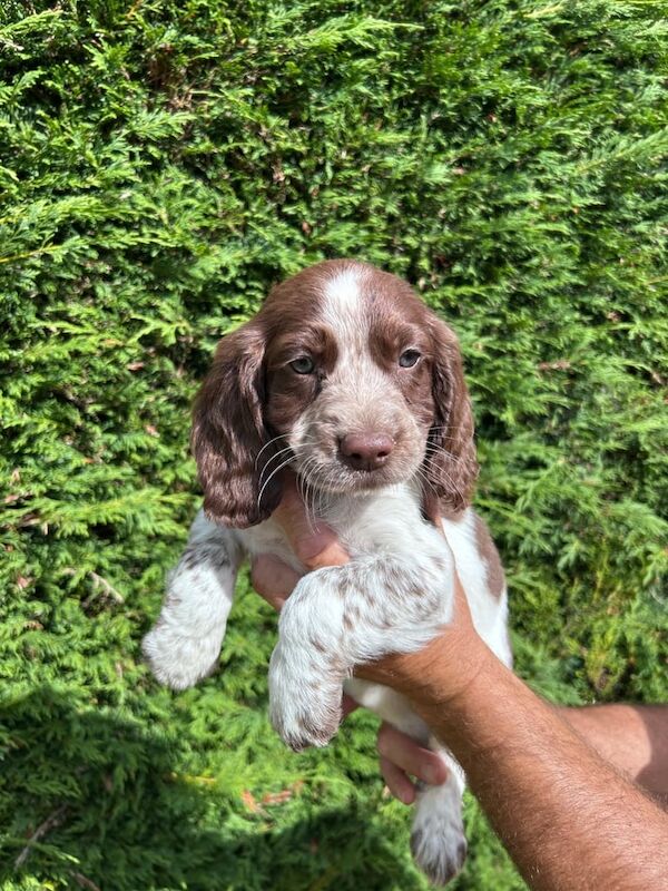 Cocker Spaniel puppies for sale in Ledbury, Herefordshire – 8 weeks old