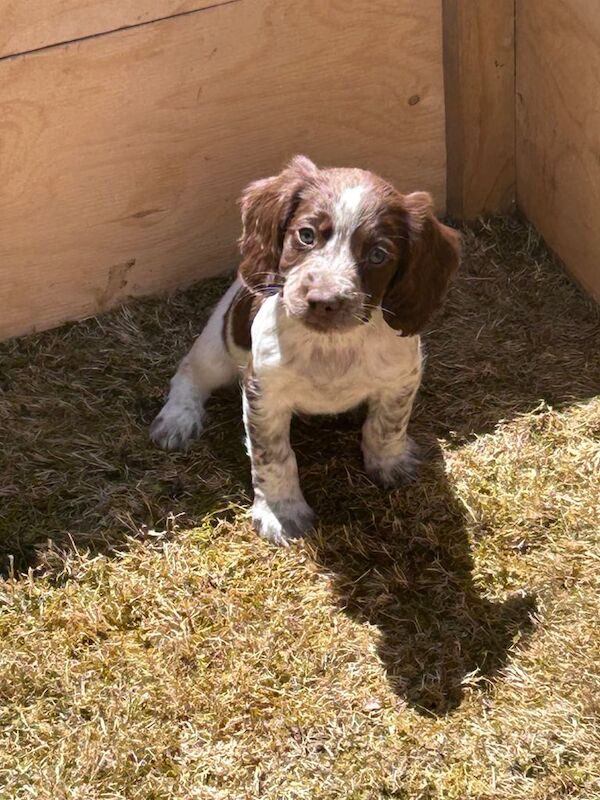 Cocker Spaniel puppies for sale in Ledbury, Herefordshire – 11 weeks old - Image 2 of 3