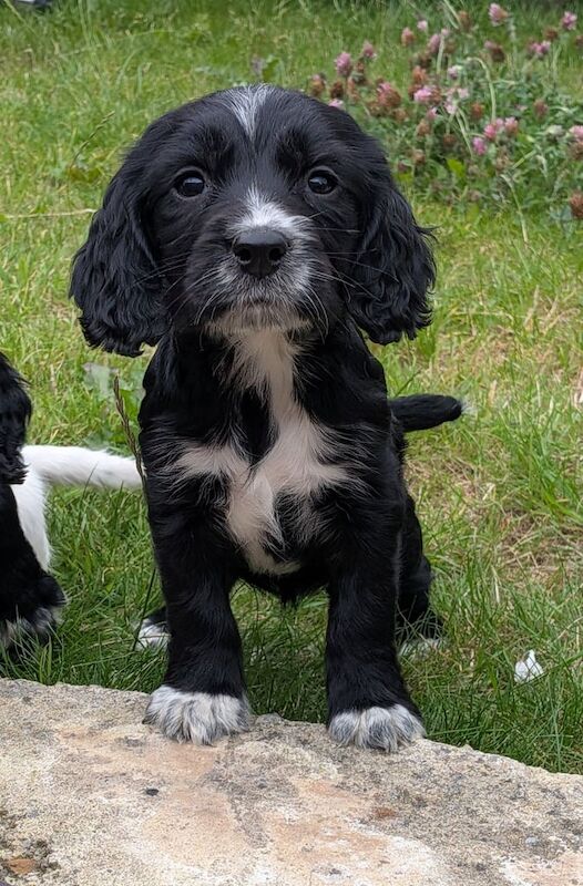 Cocker Spaniel puppies for sale in Bishop Auckland, Durham – 8 weeks old