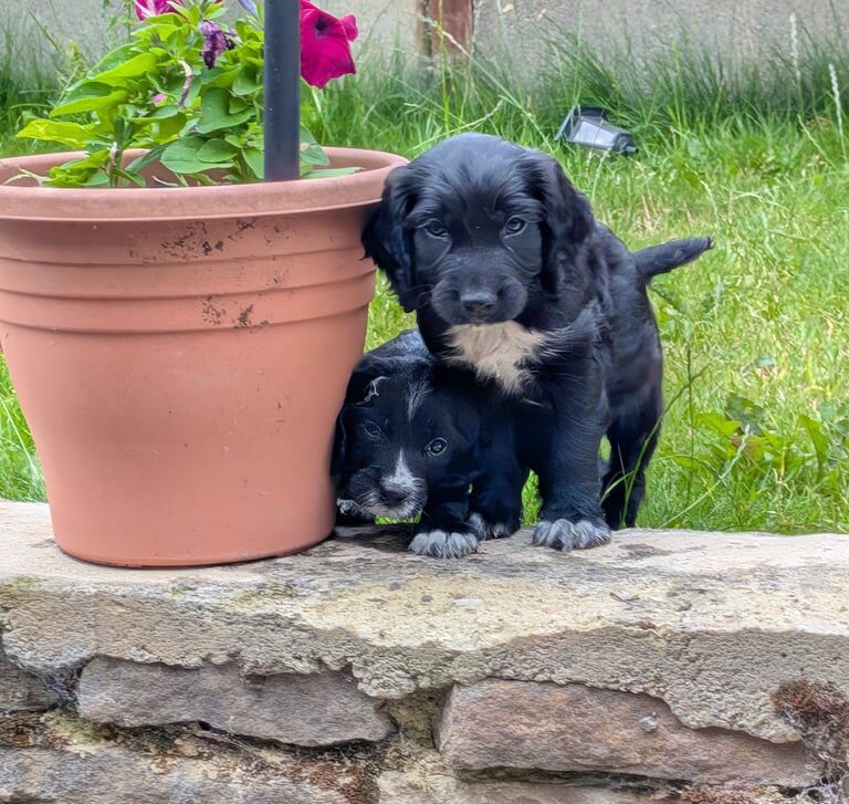 Cocker Spaniel puppies for sale in Bishop Auckland, Durham – 8 weeks old - Image 3 of 3
