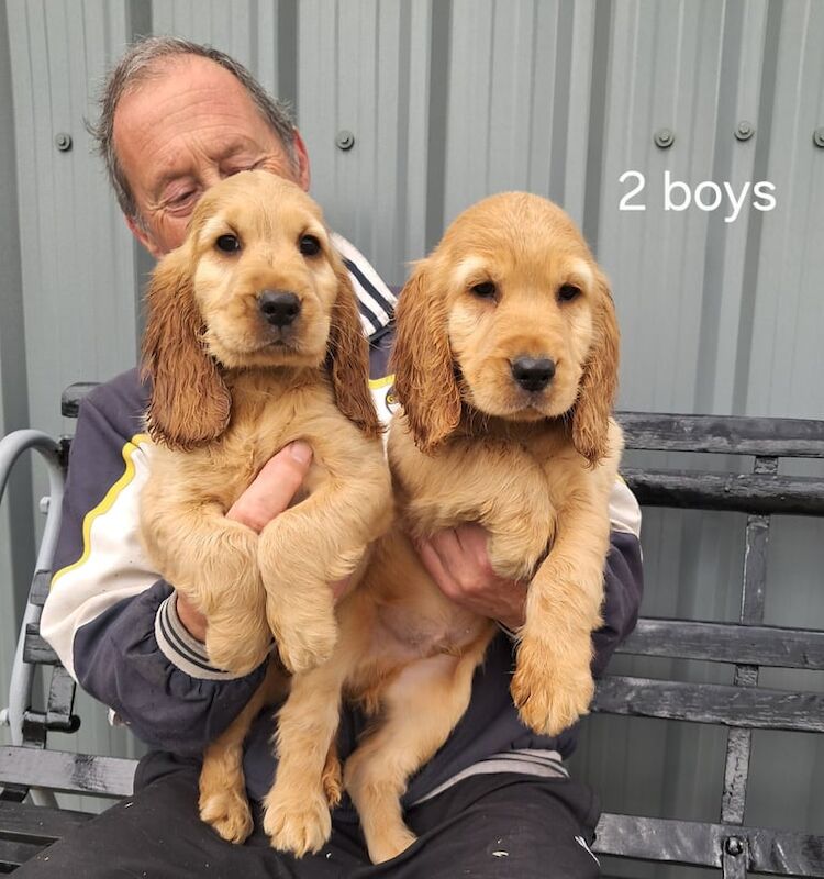 Cocker Spaniel puppies for sale in Castlederg, County Tyrone – KC registered, 9 weeks old