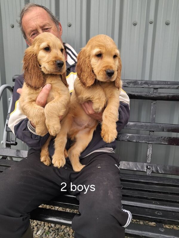Cocker Spaniel puppies for sale in Castlederg, County Tyrone – KC registered, 9 weeks old - Image 2 of 3
