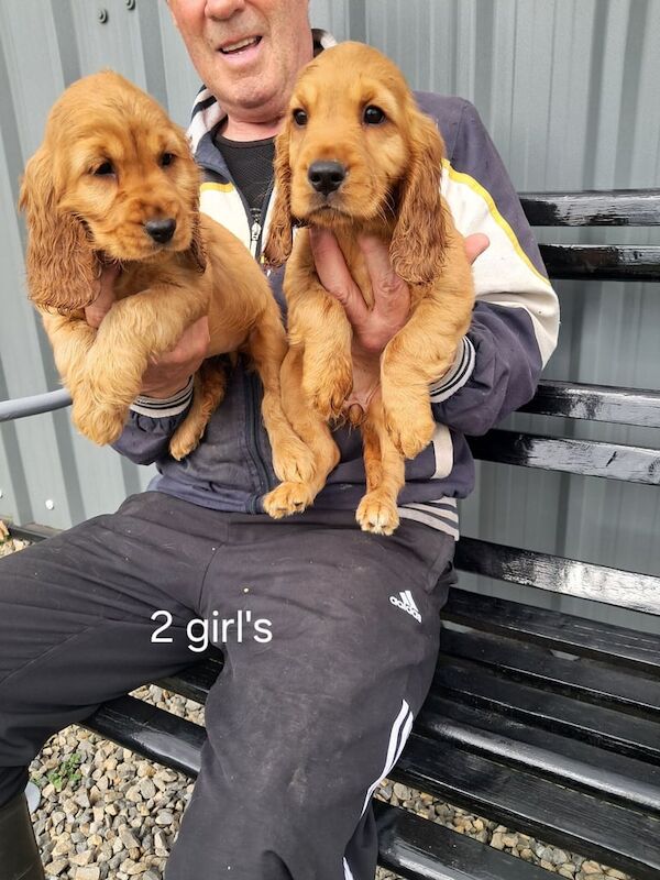 Cocker Spaniel puppies for sale in Castlederg, County Tyrone – KC registered, 9 weeks old - Image 3 of 3