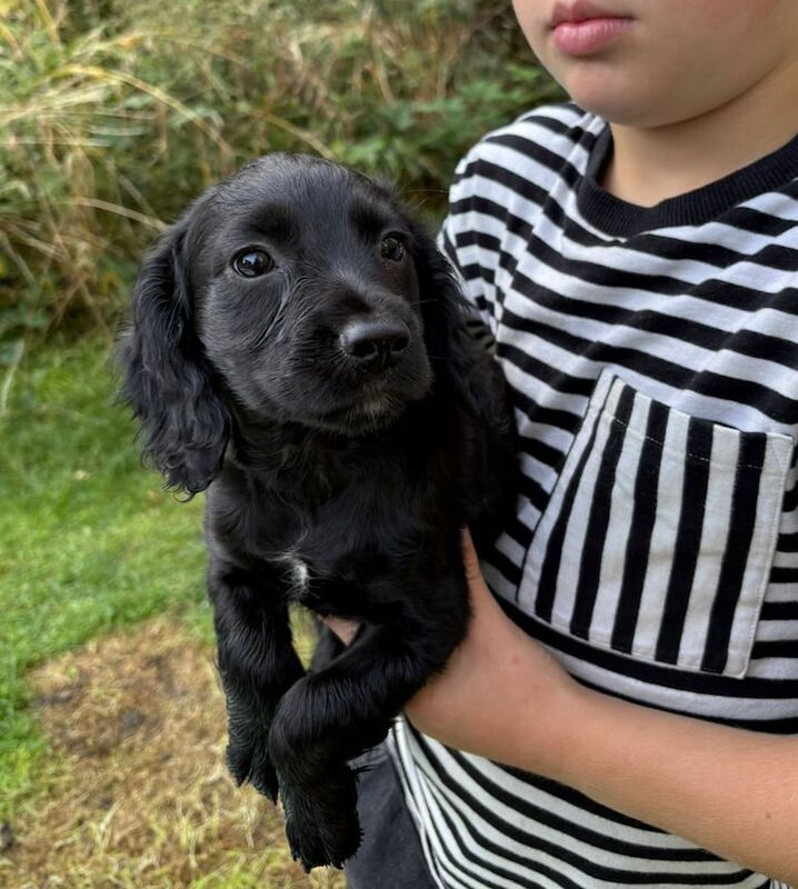 Cocker Spaniel puppies for sale in Nottingham, Nottinghamshire – 9 weeks old