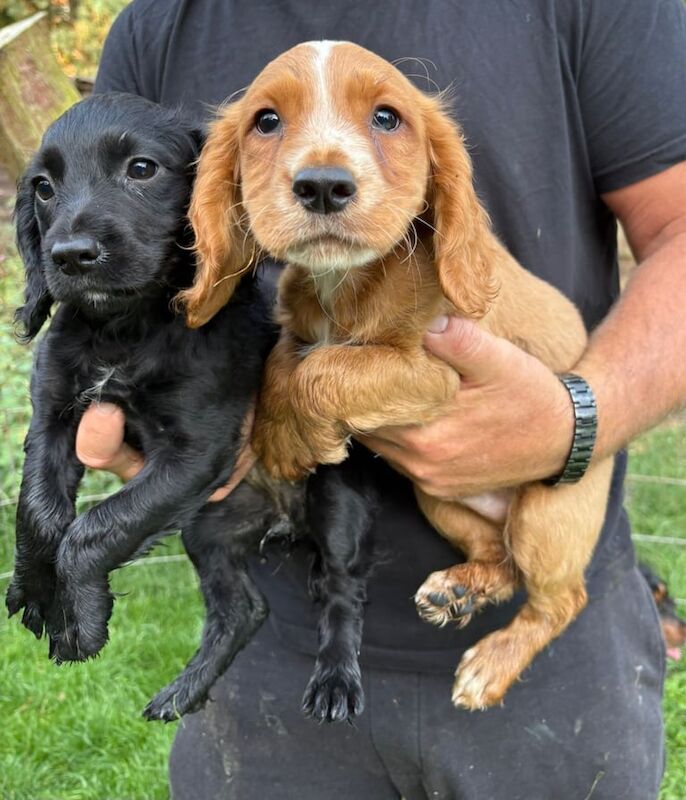 Cocker Spaniel puppies for sale in Nottingham, Nottinghamshire – 9 weeks old - Image 2 of 3