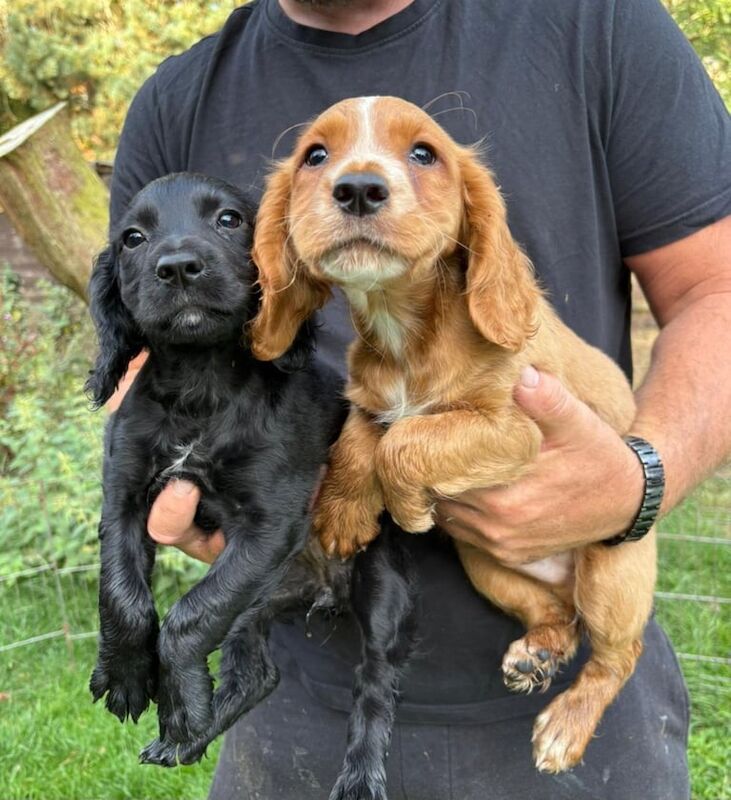 Cocker Spaniel puppies for sale in Nottingham, Nottinghamshire – 9 weeks old - Image 3 of 3
