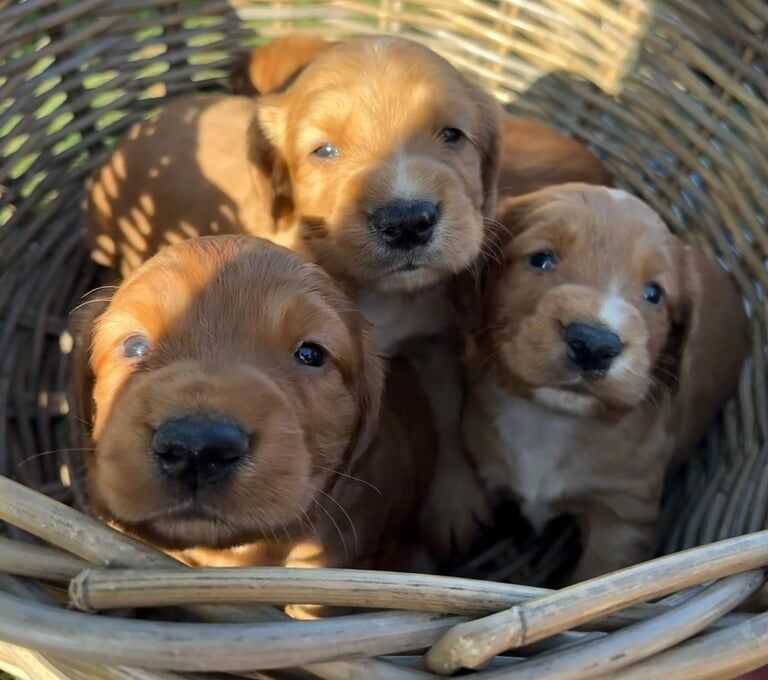 Cocker Spaniel puppies for sale in Old Cwmbran, Gwent – 5 weeks old - Image 2 of 3