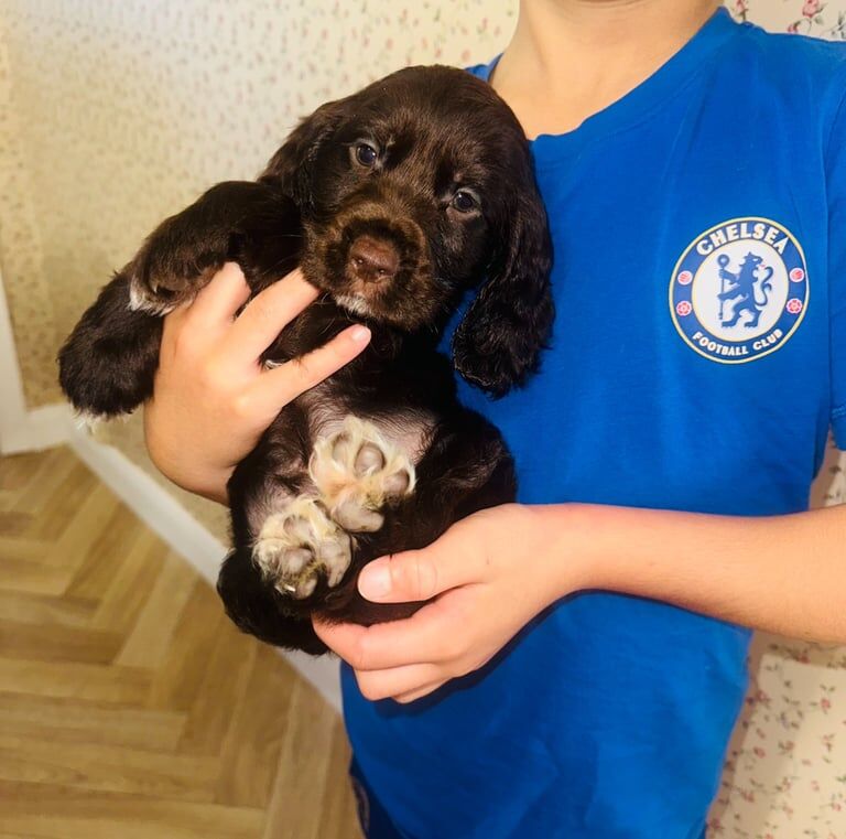 Cocker Spaniel puppies for sale in Hailsham, East Sussex – 7 weeks old