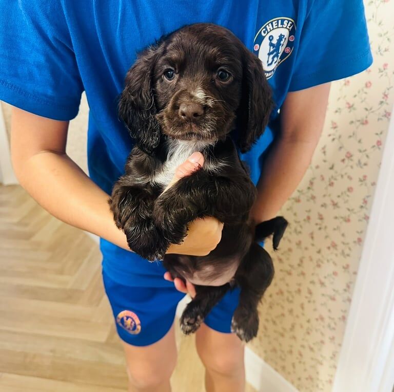 Cocker Spaniel puppies for sale in Hailsham, East Sussex – 7 weeks old - Image 2 of 5