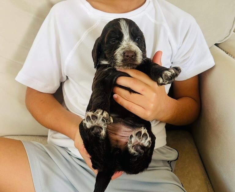 Cocker Spaniel puppies for sale in Hailsham, East Sussex – 7 weeks old - Image 3 of 5