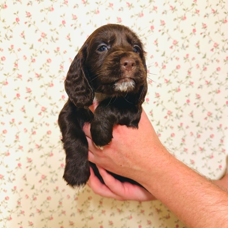 Cocker Spaniel puppies for sale in Hailsham, East Sussex – 7 weeks old - Image 4 of 5