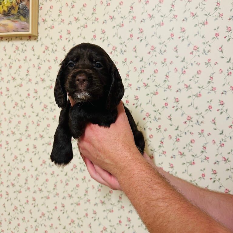 Cocker Spaniel puppies for sale in Hailsham, East Sussex – 7 weeks old - Image 5 of 5