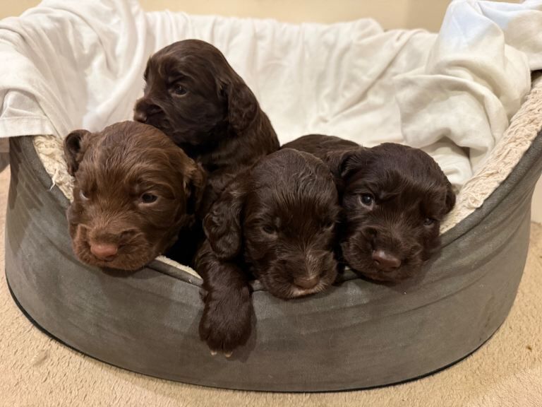 Cocker Spaniel puppies for sale in Headcorn, Kent – KC registered, 5 weeks old