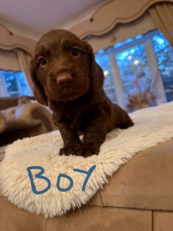 Cocker Spaniel puppies for sale in Headcorn, Kent – KC registered, 5 weeks old - Image 2 of 5