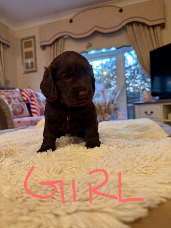 Cocker Spaniel puppies for sale in Headcorn, Kent – KC registered, 5 weeks old - Image 3 of 5