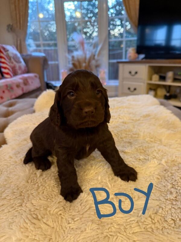 Cocker Spaniel puppies for sale in Headcorn, Kent – KC registered, 5 weeks old - Image 4 of 5