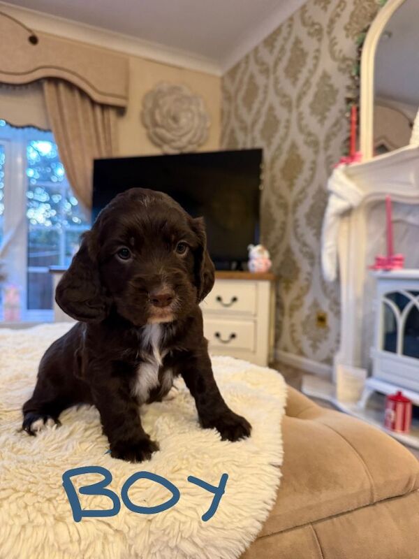 Cocker Spaniel puppies for sale in Headcorn, Kent – KC registered, 5 weeks old - Image 5 of 5