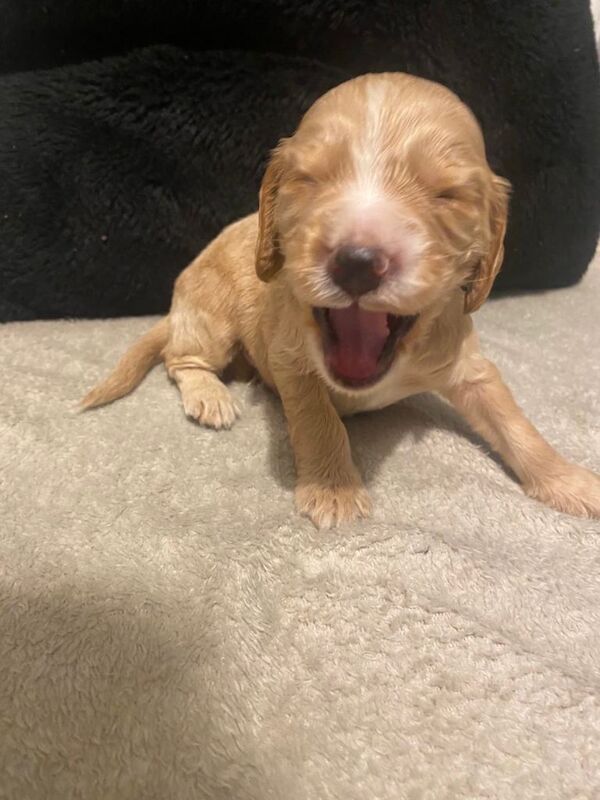 Cocker Spaniel puppies for sale in Alloa, Clackmannan – 4 weeks old - Image 2 of 3
