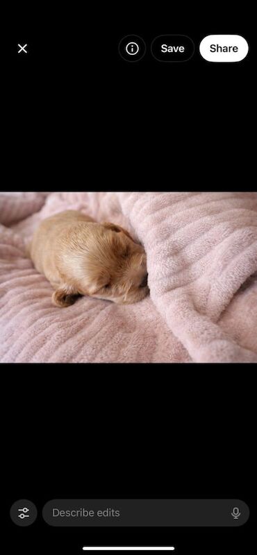 Cocker Spaniel puppies for sale in Alloa, Clackmannan – 4 weeks old - Image 3 of 3