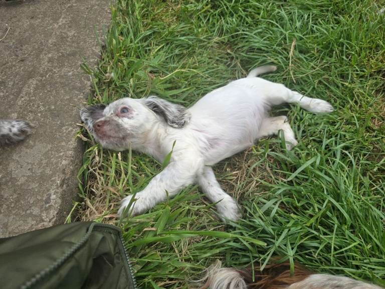 Beautiful cocker spaniel puppies