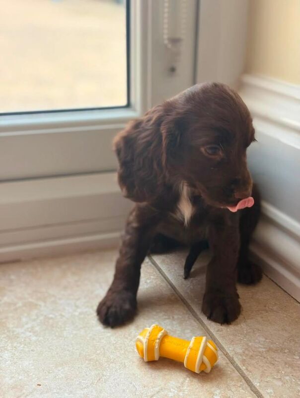 Beautiful cocker spaniel puppies